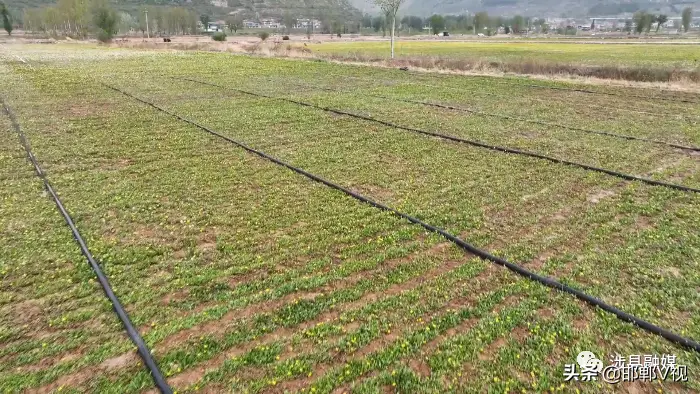 涉县：种下千亩“致富药”，铺筑乡村振兴路