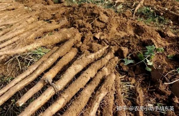 致富经山药种植视频_三农致富经山药_山药扶贫