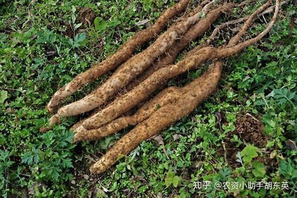 山药扶贫_三农致富经山药_致富经山药种植视频