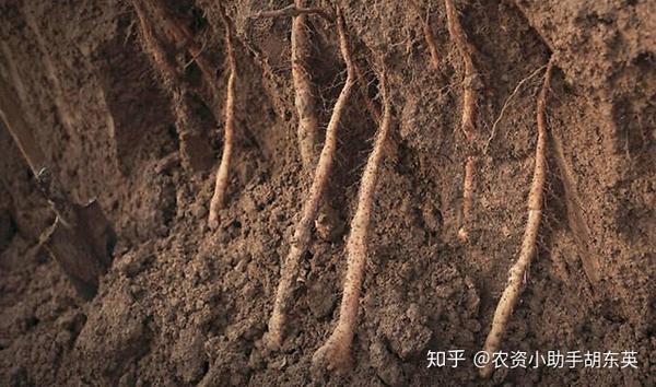 致富经山药种植视频_山药扶贫_三农致富经山药