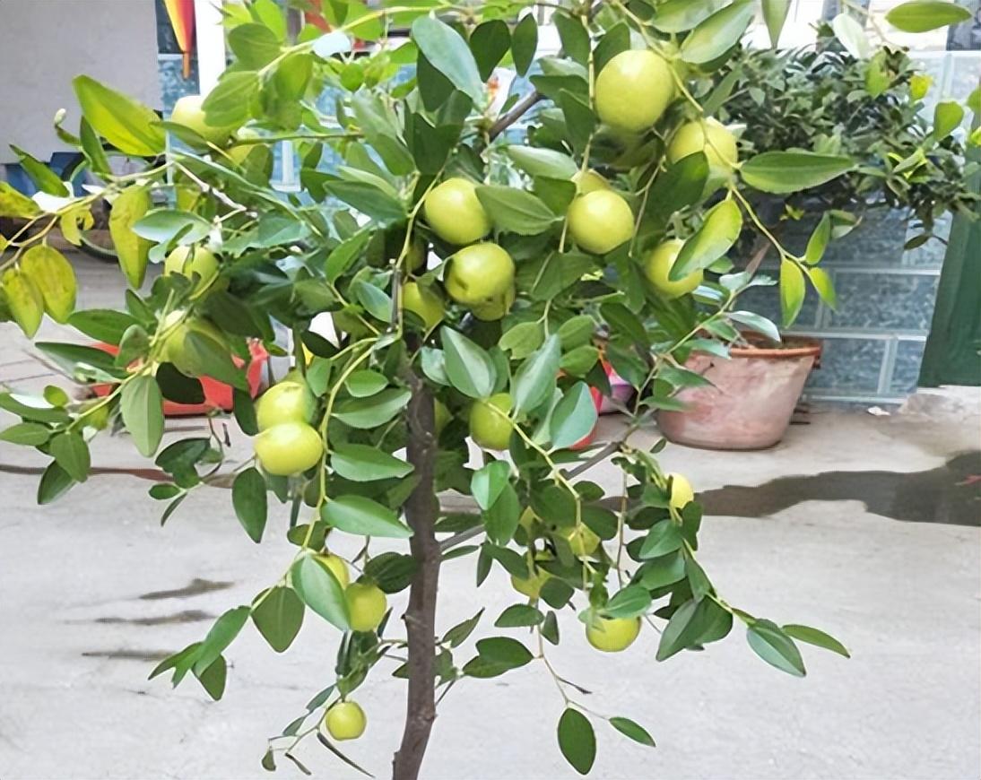 室内种植什么赚钱_室内种植致富的_室内种植商机