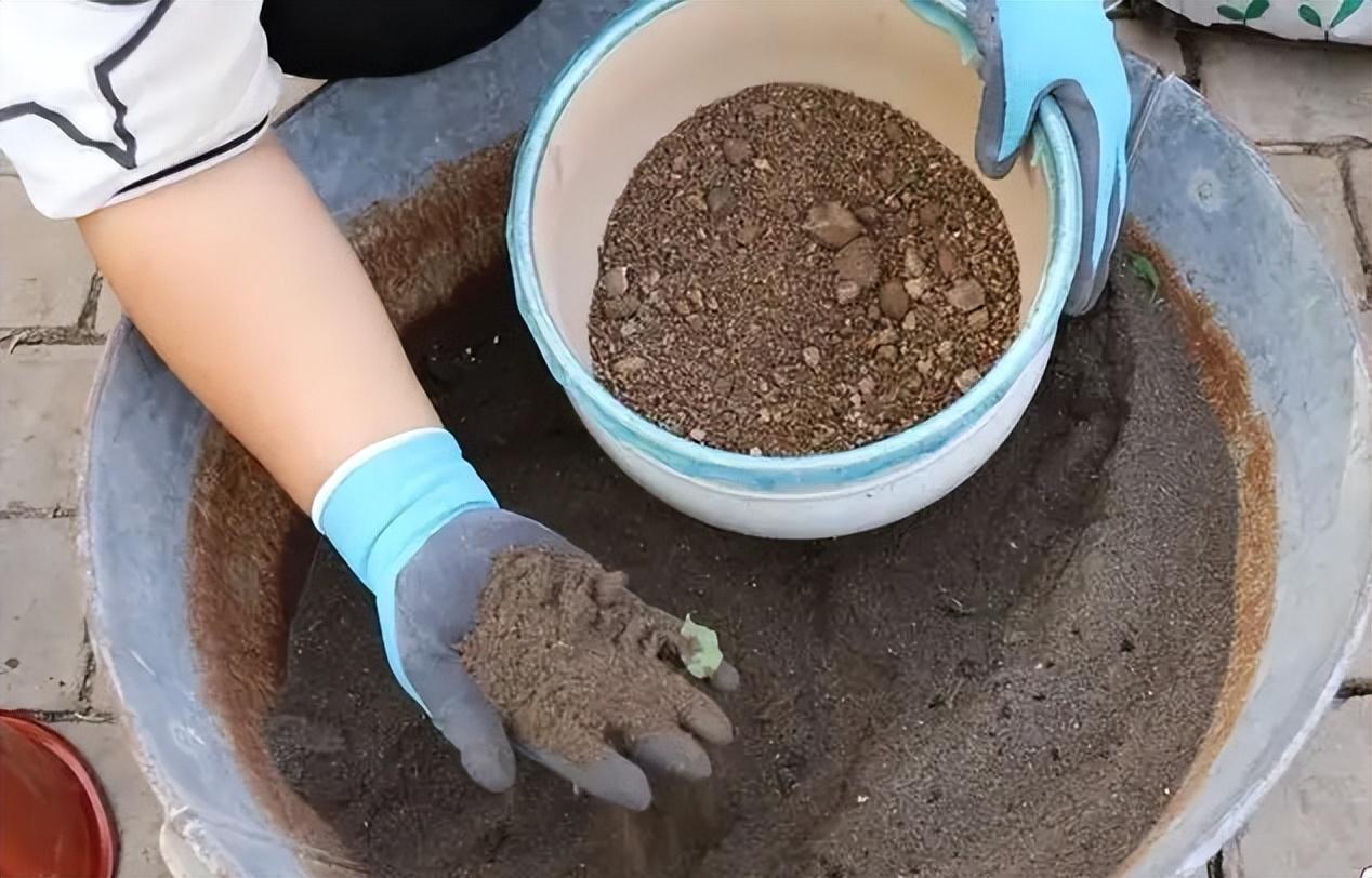 室内种植致富的_室内种植商机_室内种植什么赚钱