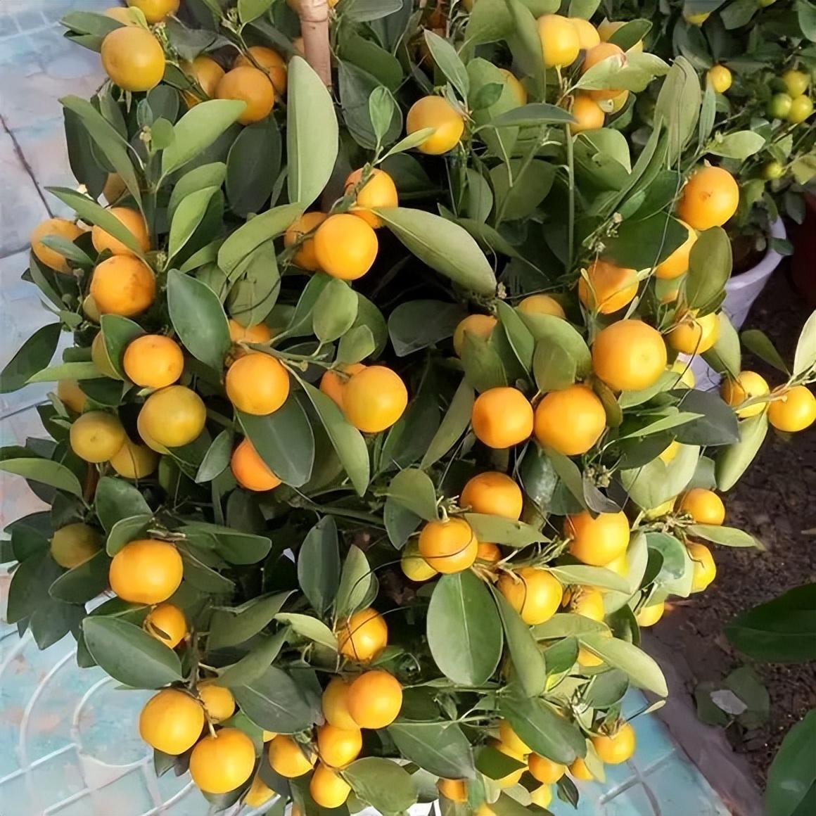 室内种植致富的_室内种植什么赚钱_室内种植商机