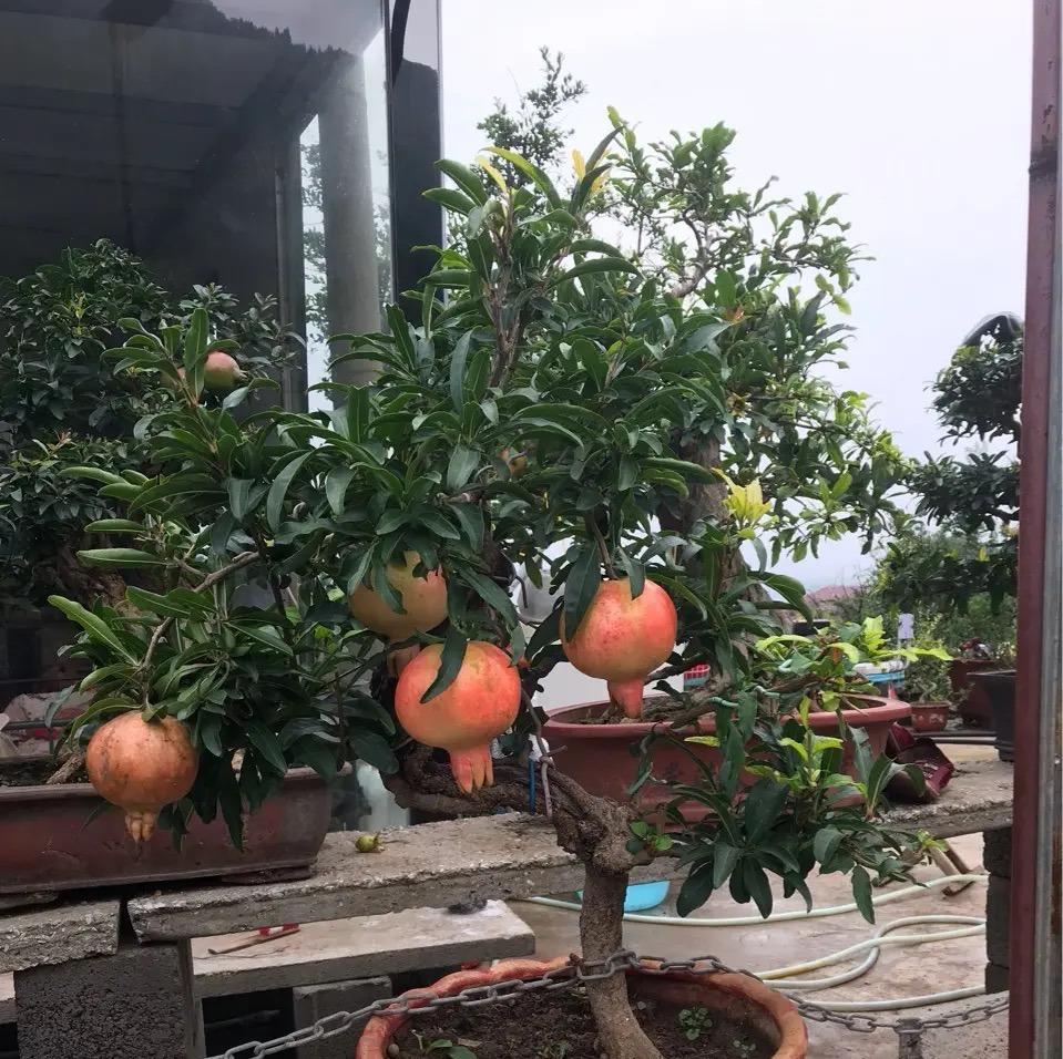 室内种植致富的_室内种植什么赚钱_室内种植商机