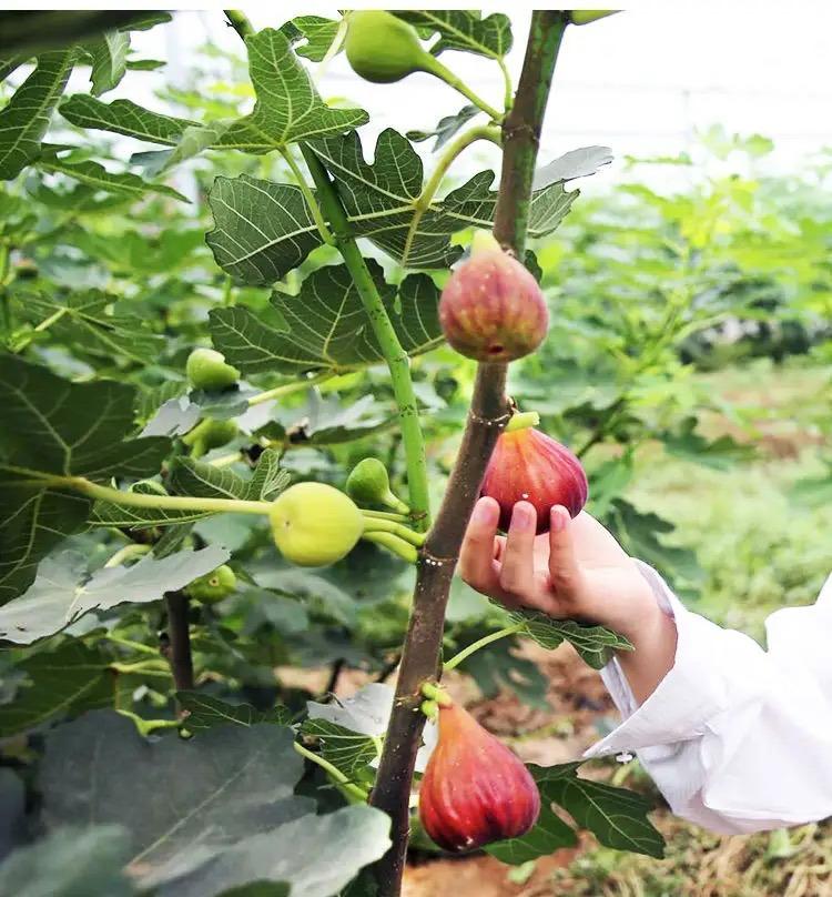 室内种植商机_室内种植致富的_室内种植什么赚钱