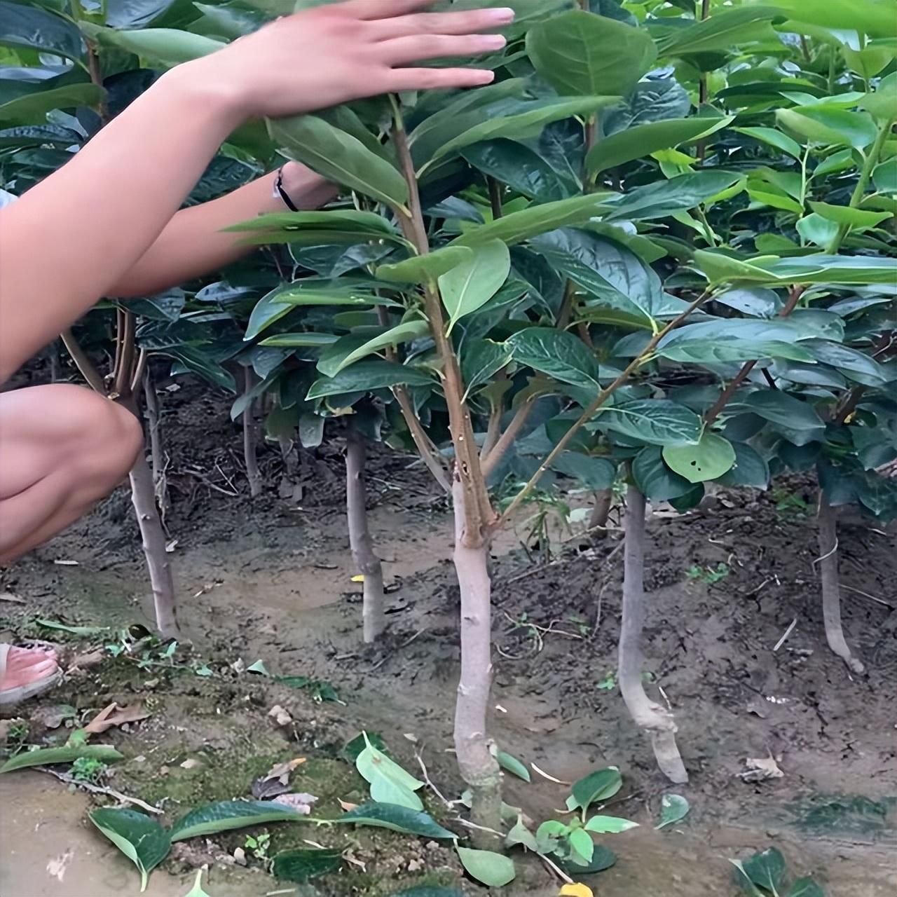 室内种植商机_室内种植致富的_室内种植什么赚钱