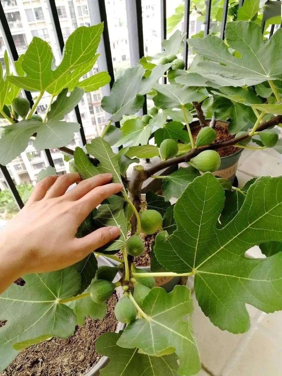 室内种植什么赚钱_室内种植致富的_室内种植商机