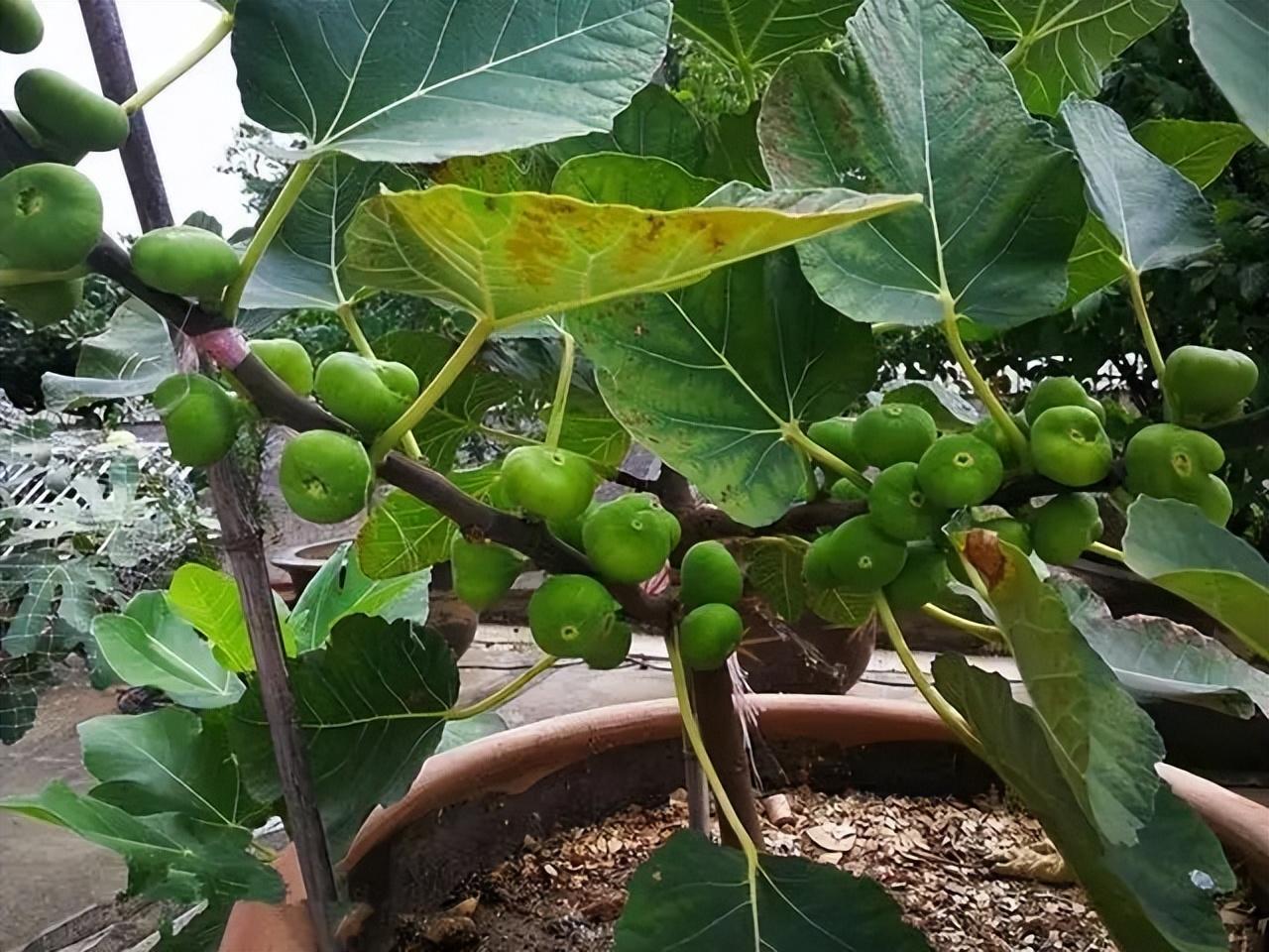 室内种植什么赚钱_室内种植商机_室内种植致富的