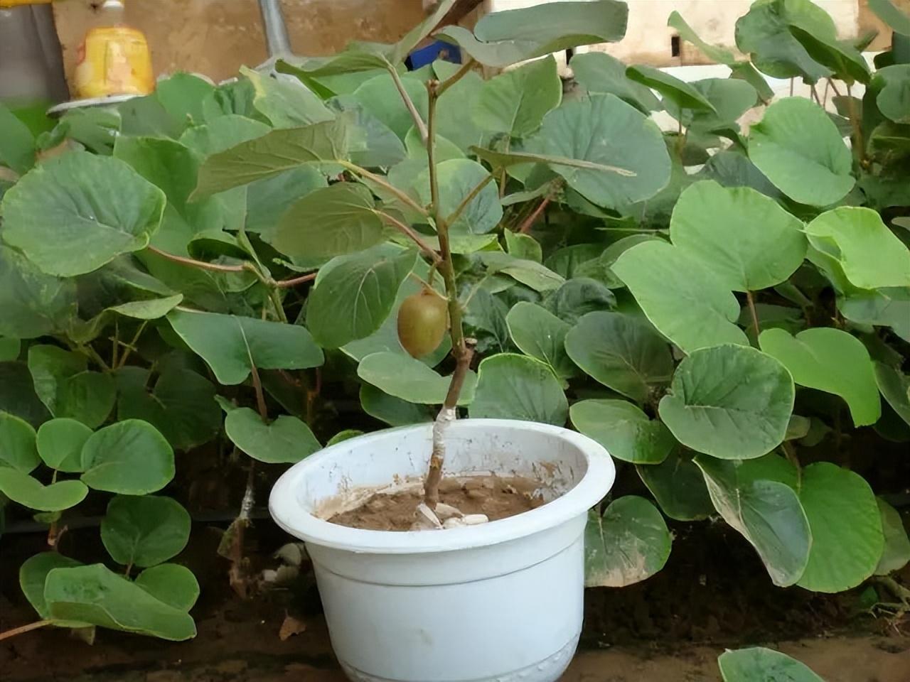 室内种植什么赚钱_室内种植致富的_室内种植商机