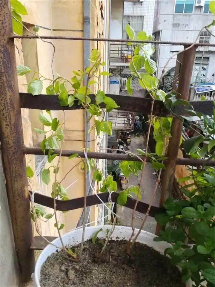 室内种植什么赚钱_室内种植商机_室内种植致富的