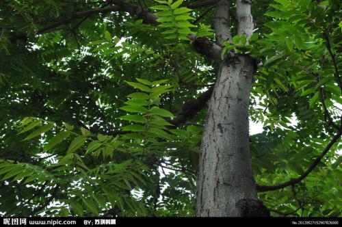 大棚香椿种植致富_大棚种植香椿前景怎样_种植大棚香椿的经济效益