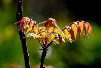 种植大棚香椿的经济效益_大棚种植香椿前景怎样_大棚香椿种植致富