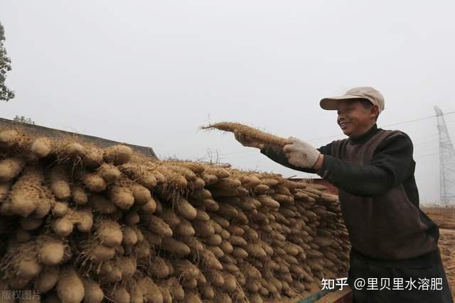 山药致富经_三农致富经山药_山药扶贫