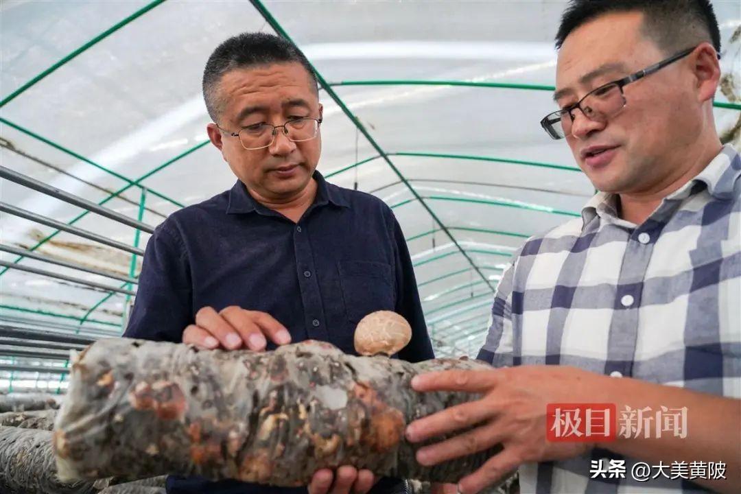 重庆种植竹荪致富_竹荪种植基地_致富种植重庆竹荪怎么样