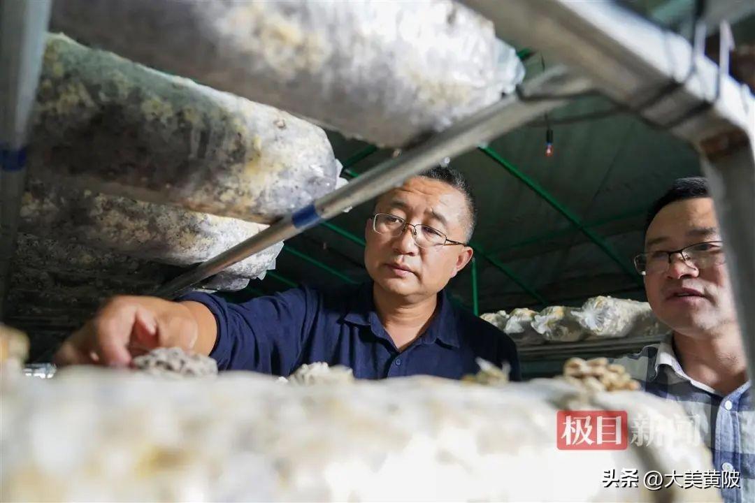 致富种植重庆竹荪怎么样_竹荪种植基地_重庆种植竹荪致富