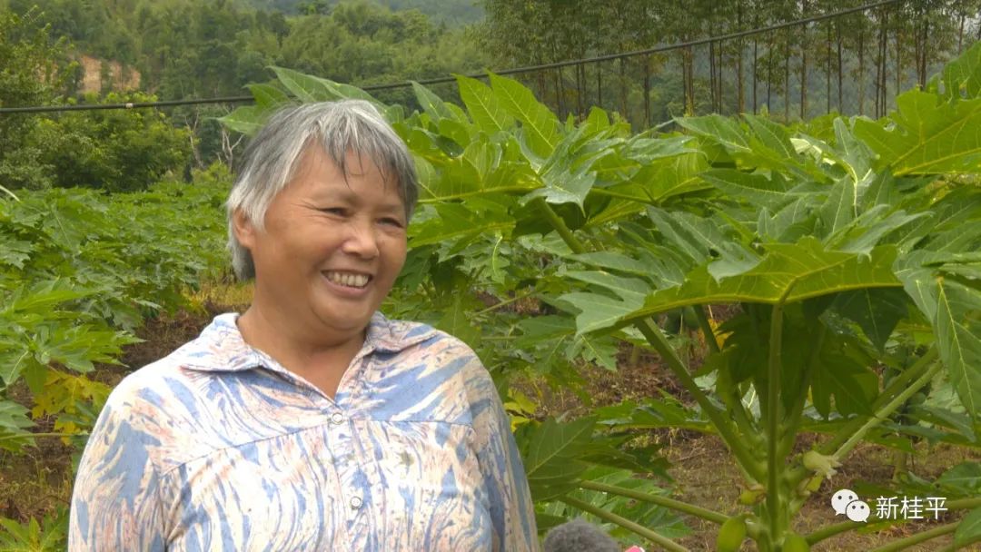 致富木瓜种植方法_致富经木瓜种植视频_致富经种植木瓜