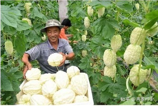 农村环保种植致富_种植环保主题_致富种植环保农村有补贴吗