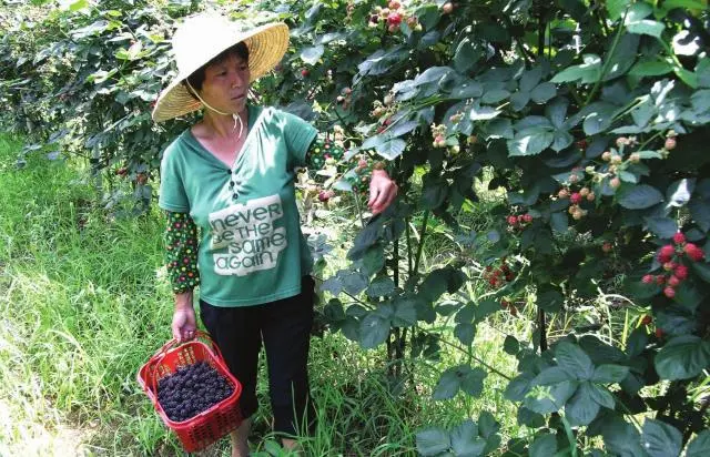 农村种植致富水果_水果种植农户_致富水果种植农村视频