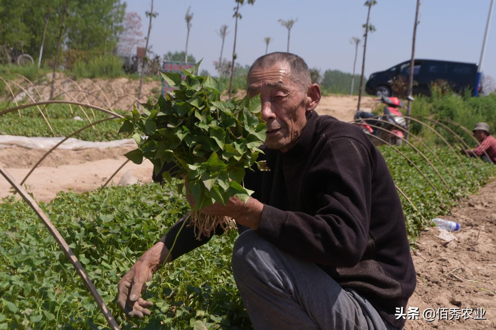 农民朋友种植红薯，掌握3个重要环节，减少农药化肥投入还高产