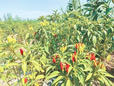辣椒种植效益_辣椒种植大户的致富经_夏邑辣椒种植致富