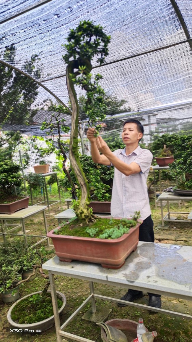 盆景致富_致富盆栽种植家庭视频_家庭种植盆栽致富