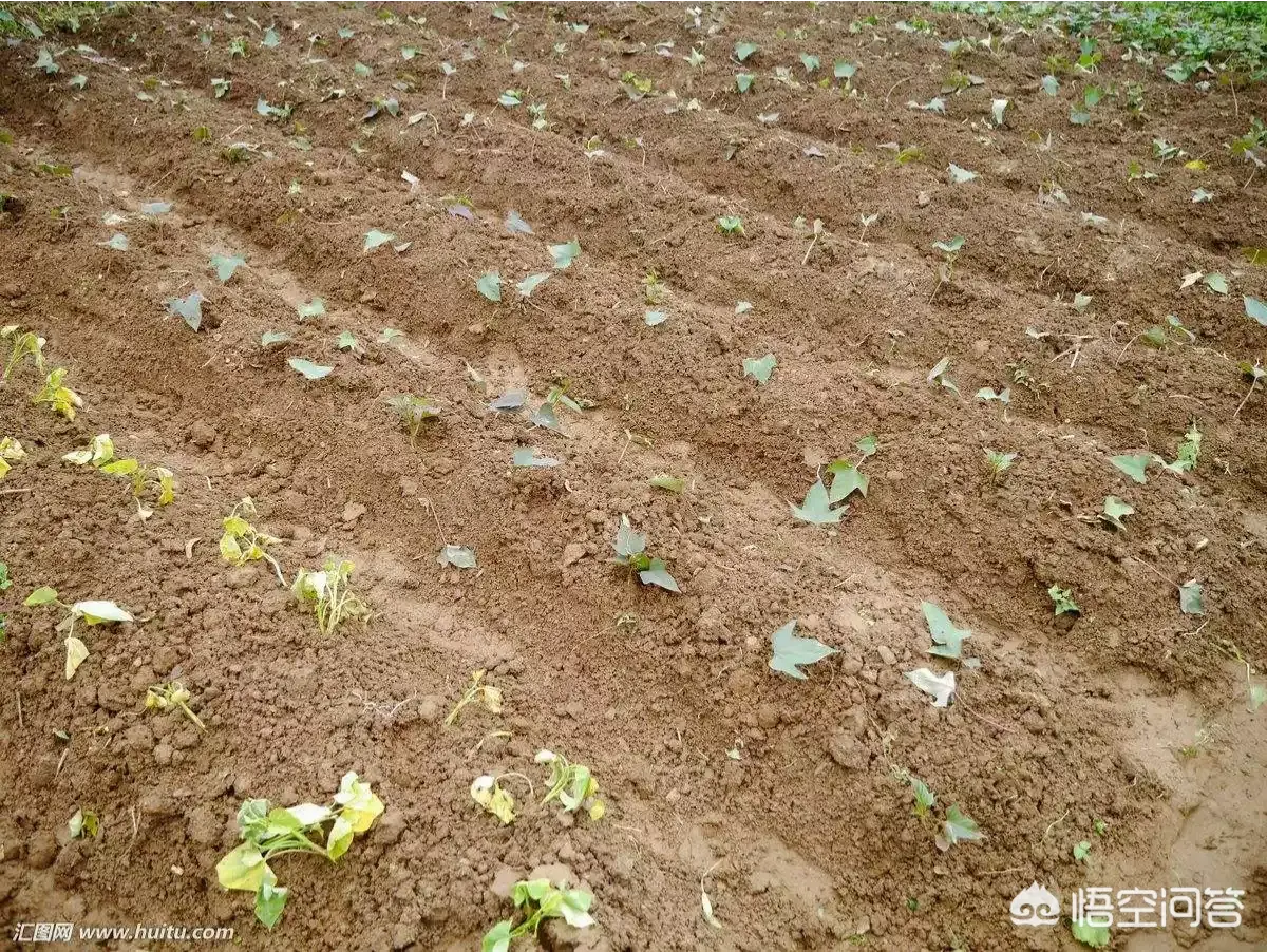 最新技术种植红薯_红薯种植最新技术要求_红薯种植技术全过程