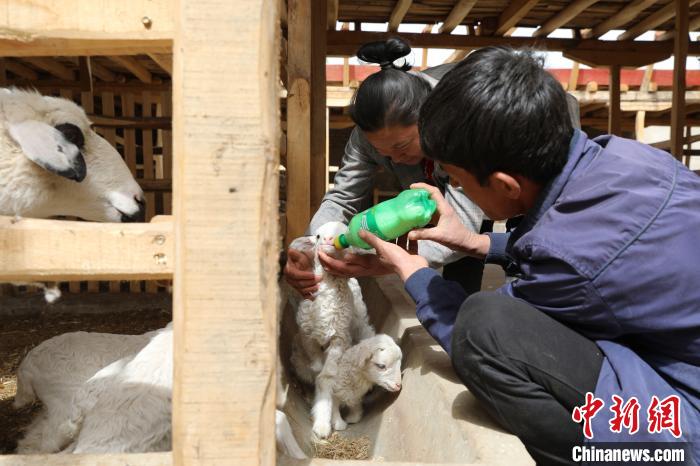 图为养殖户羊羔喂奶。　赵飞 摄