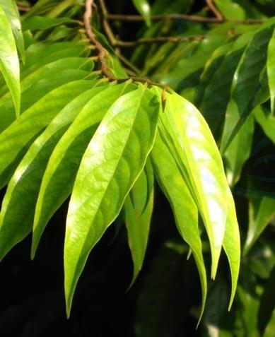 海南酸橘_海南酸桔的种植技术_海南酸桔的种植方法