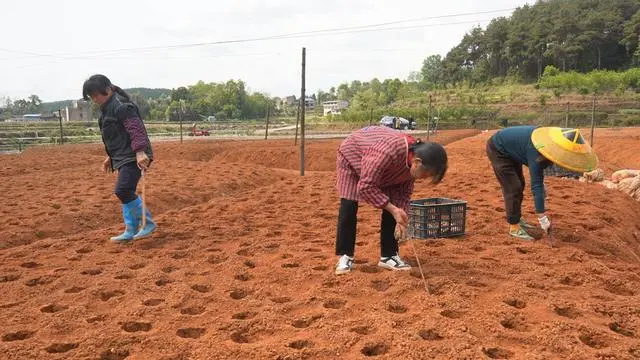 大白姜种_白姜种植技术视频_白姜的种植技术