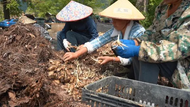 大白姜种_白姜的种植技术_白姜种植技术视频