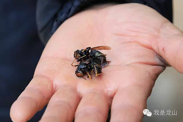 蜂的养殖技术_蜂子养殖技术视频_蜂子养殖技术