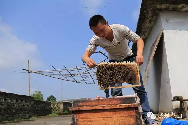 蜂子养殖技术_蜂的养殖技术_蜂子养殖技术视频