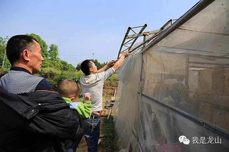 蜂的养殖技术_蜂子养殖技术视频_蜂子养殖技术