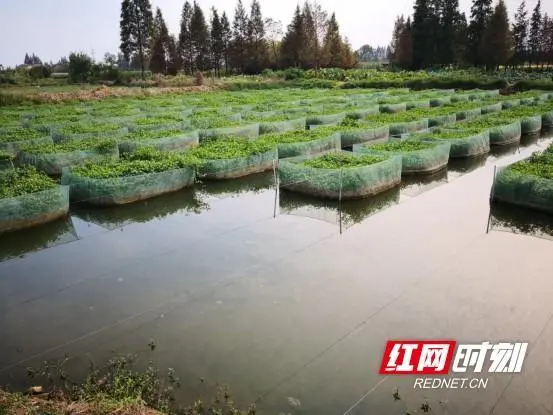 黄鳝养殖前景与利润_黄鳝养殖致富经_养殖小黄鳝致富