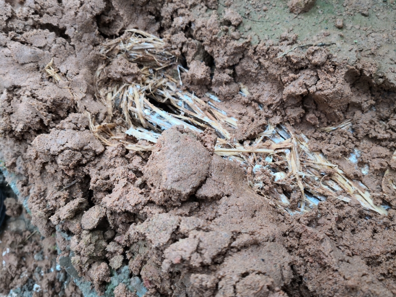 香菇种植成本技术指标_香菇种植成本技术要点_香菇种植技术及成本