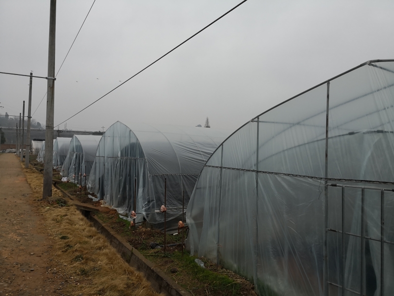 香菇种植成本技术指标_香菇种植技术及成本_香菇种植成本技术要点