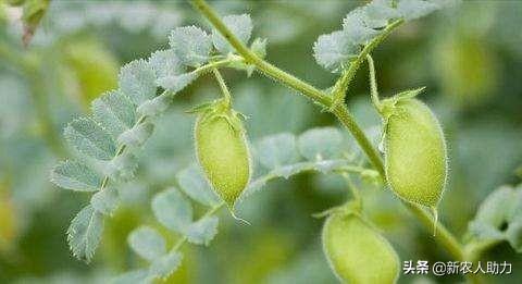 鹰嘴豆栽培技术_鹰嘴豆的种植技术_豆种植鹰嘴技术与管理