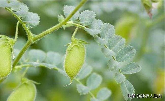 鹰嘴豆的种植技术_豆种植鹰嘴技术与管理_鹰嘴豆栽培技术