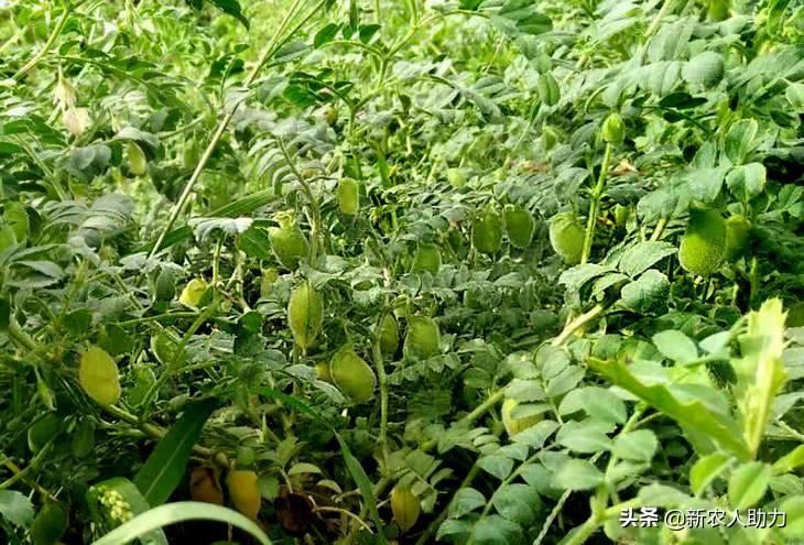 豆种植鹰嘴技术与管理_鹰嘴豆的种植技术_鹰嘴豆栽培技术