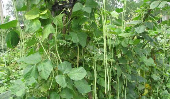 露地架豆角的种植技术_露地种豆角用什么底肥好_怎样露地种豆角