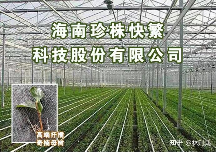 致富经海南莲雾种植技术_海南莲雾的功效与作用_海南莲雾有哪些品种