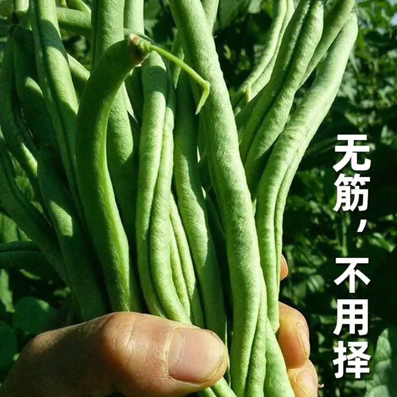 怎样露地种豆角_露地架豆角的种植技术_露台种豆角