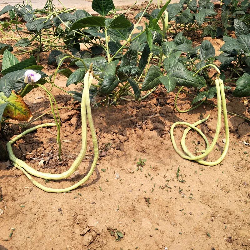 怎样露地种豆角_露台种豆角_露地架豆角的种植技术