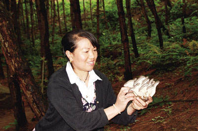 致富经食用菌种植视频_新闻致富种植食用菌报道内容_种植食用菌致富新闻报道