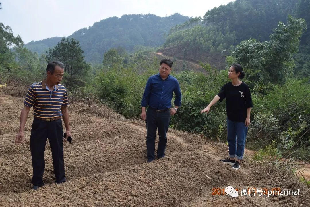 贝母种植致富项目_种贝母赚钱吗_贝母种植技术及亩收益