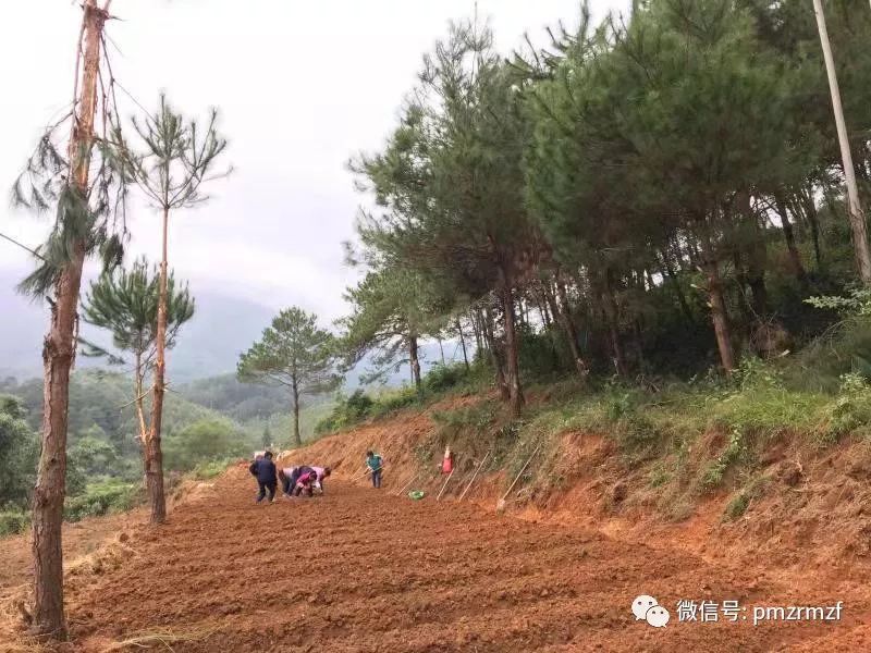 贝母种植致富项目_种贝母赚钱吗_贝母种植技术及亩收益