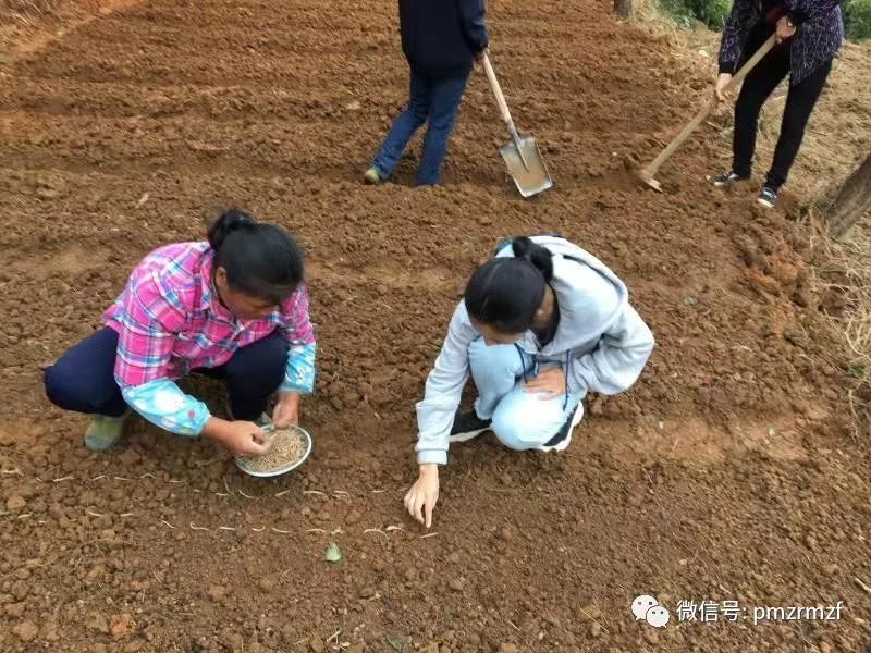 贝母种植致富项目_贝母种植技术及亩收益_种贝母赚钱吗