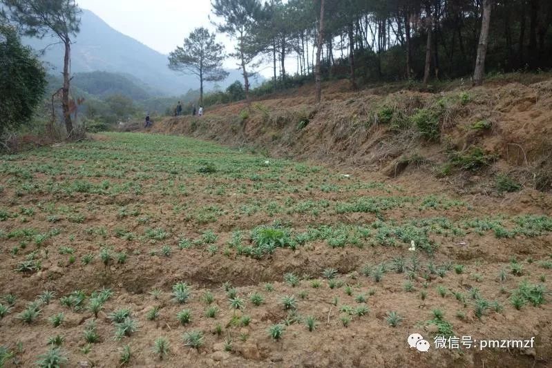 贝母种植技术及亩收益_贝母种植致富项目_种贝母赚钱吗