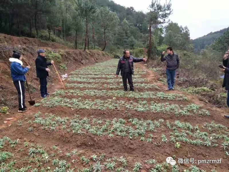 贝母种植致富项目_贝母种植技术及亩收益_种贝母赚钱吗