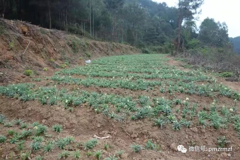 种贝母赚钱吗_贝母种植技术及亩收益_贝母种植致富项目